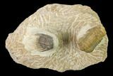 Crotalocephalina Trilobite With Spiny Leonaspis - Atchana, Morocco #160760-1